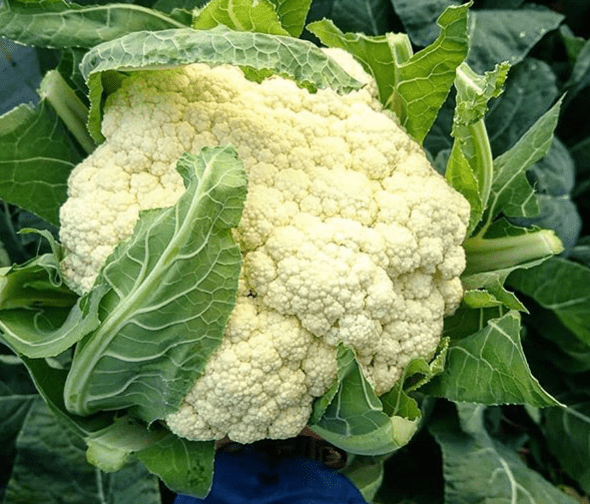 Goodman Cauliflower Gaia Organics